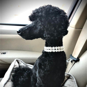 Meet your Posher, Cara